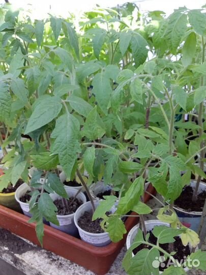 Рассада помидоры/перец/баклажаны