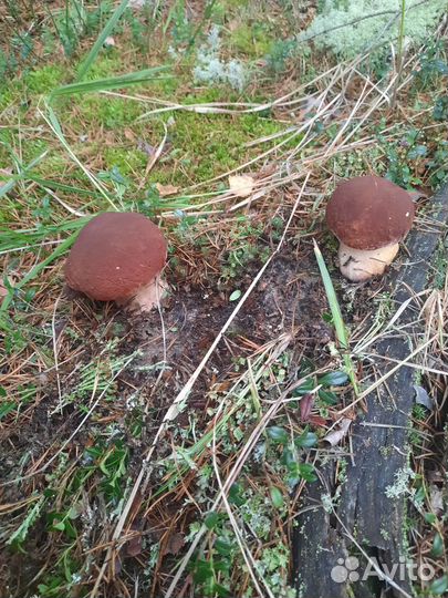 Гриб боровик