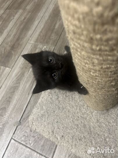Продам кошечек британок