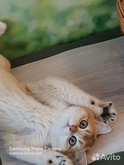 Золотой британский кот с документами