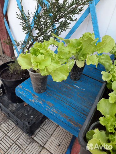 Цветы примула