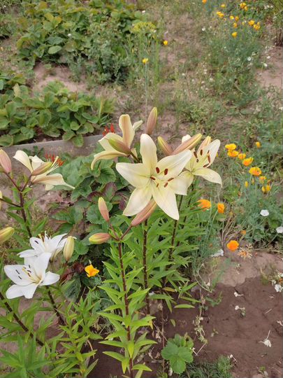 Дом 36 м² на участке 10 сот.