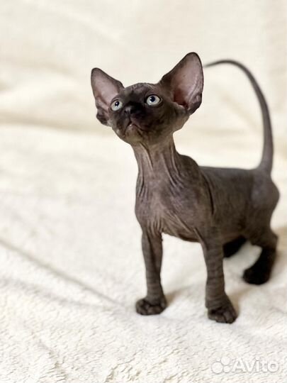 Канадский сфинкс