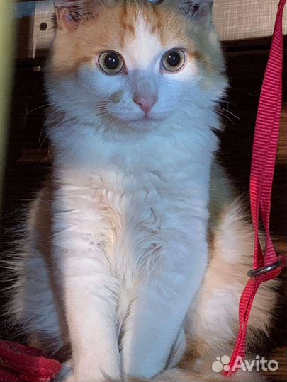 Котик в дар