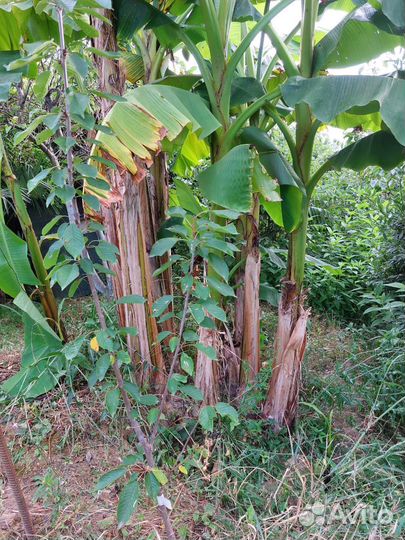 Японский банан