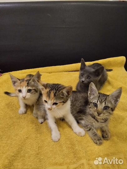Котята в добрые руки