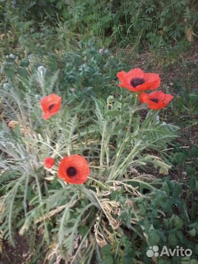 Мак садовый крупноцветный оранжевый