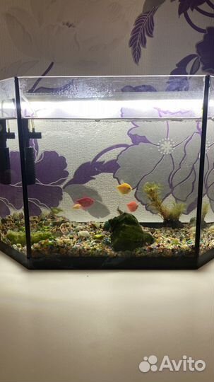 Аквариум с рыбками