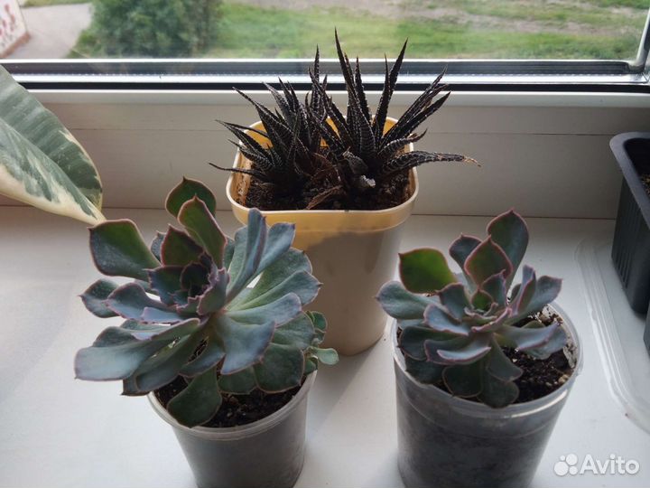 Эхивериумы