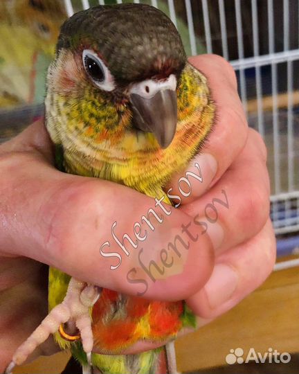 Птенцы пирруры