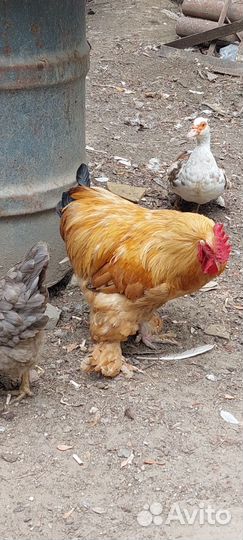 Петух