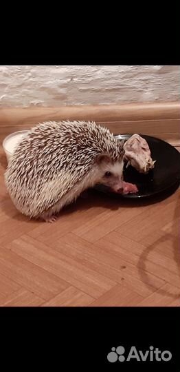 Ёжик
