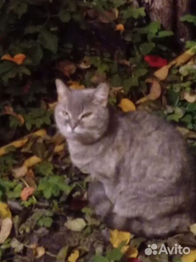 Кошка в добрые руки