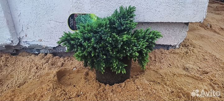 Туи можжевельники