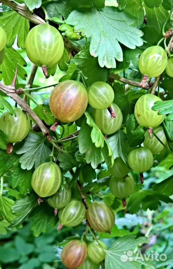 Крыжовник садовый