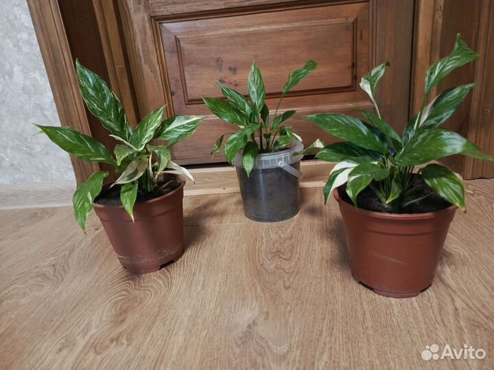 Спатифиллум