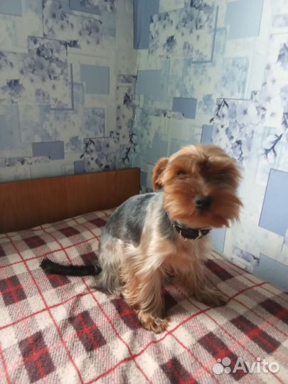 Вязка Йоркширского терьера