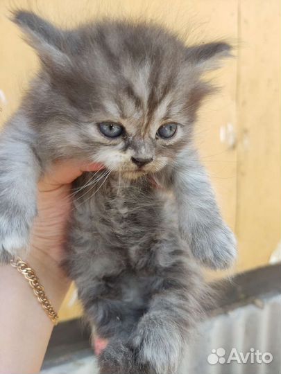 Котята