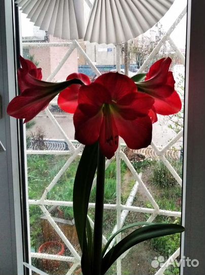 Продам цветы комнатные