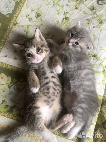 Отдам в добрые руки породистых котят