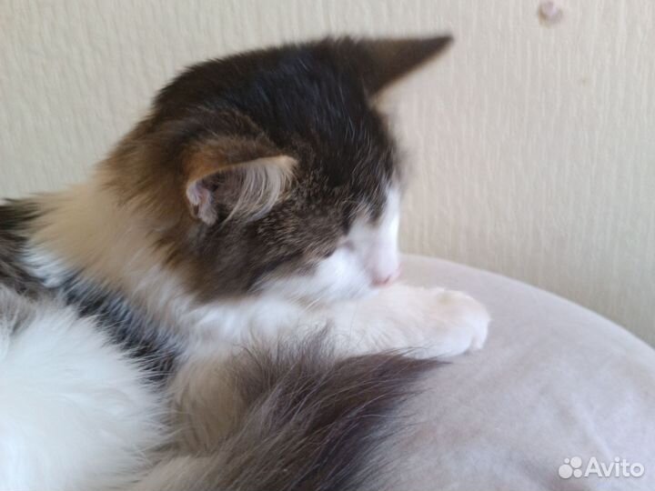 Кошка в дар