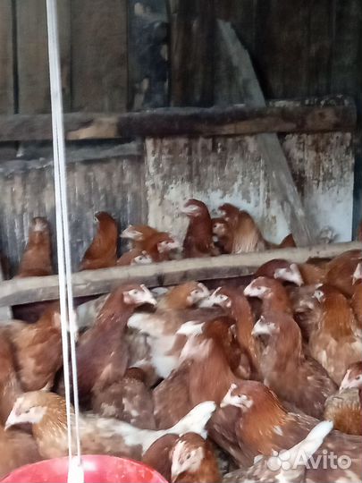 Куры несушки молодки
