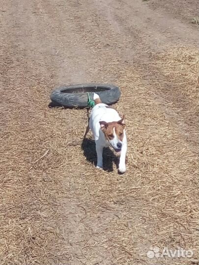 Шлейка для вейтпуллинга