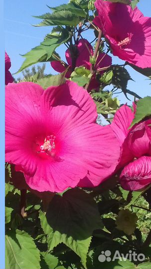 Гибискус садовый