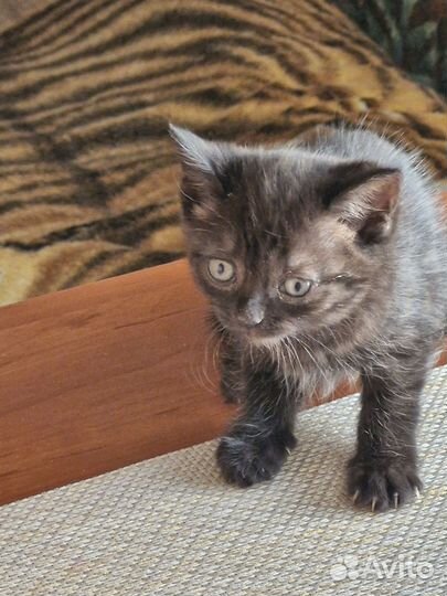 Отдам в хорошие руки котенка