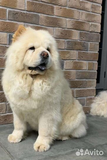 Услуги грумера