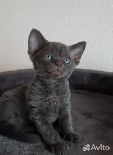 Девон рекс Плюш