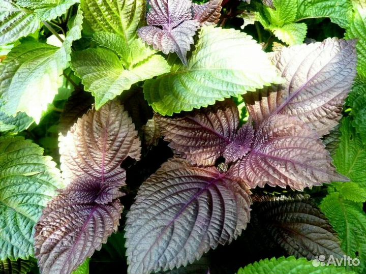 Перилла кустящаяся, разные сорта, семена