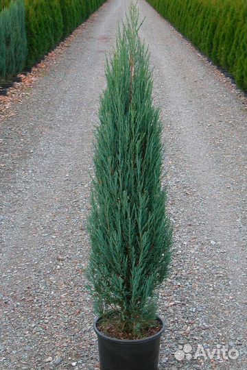 Скальный Блю Эрроу