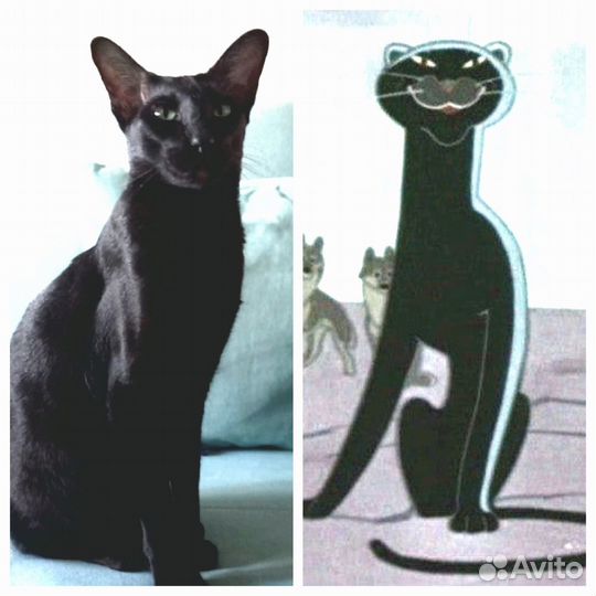 Котоняня с выездом на дом