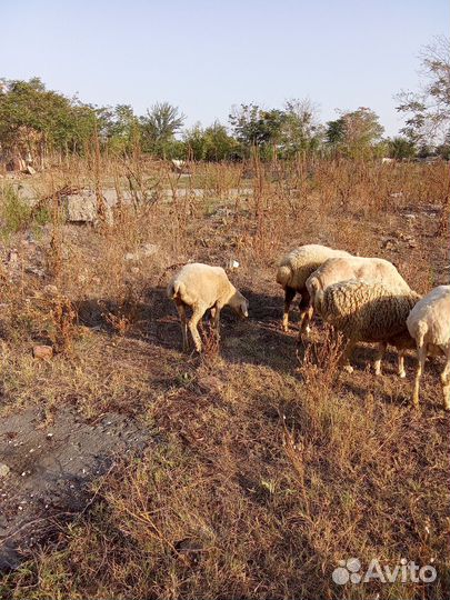Овцы бараны