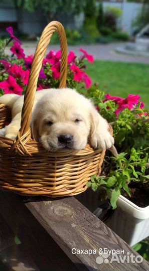 Щенки лабрадора РКФ