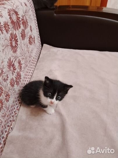 Котенок мальчик бесплатно
