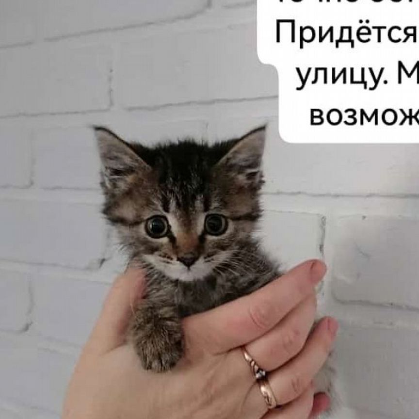 Отдаю котенка бесплатно