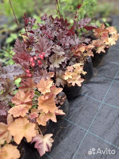 Растения гейхера гебридная
