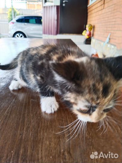 Кошки в добрые руки бесплатно