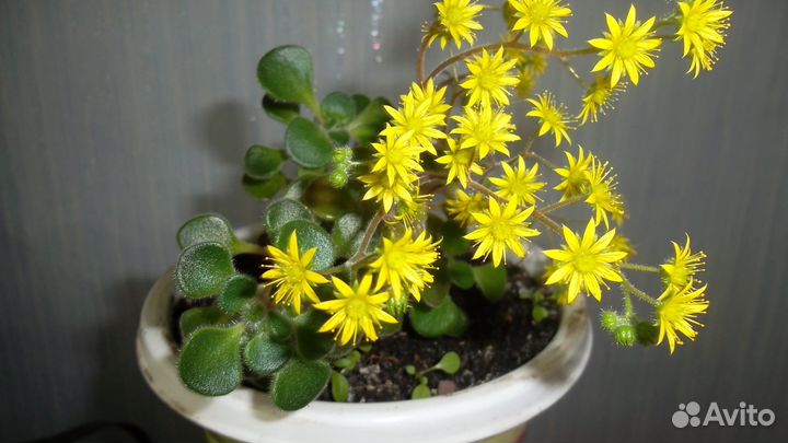 Аихризон Laxum (Дерево любви)