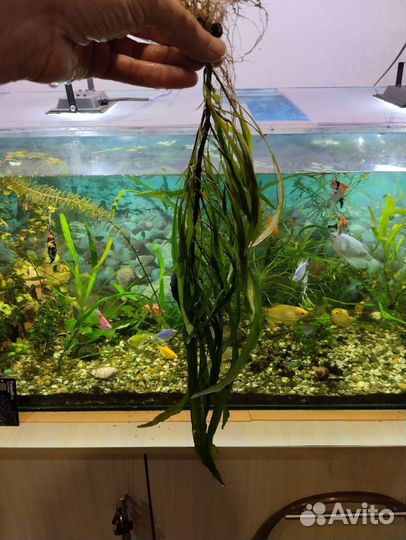 Водоросли для аквариума