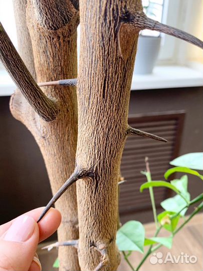 Лимонное дерево