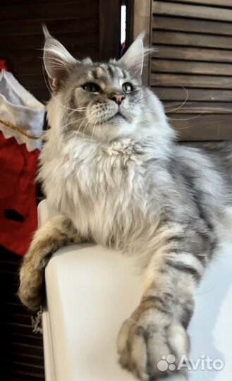 Подрощеный Роскошный мальчик (в разведение)