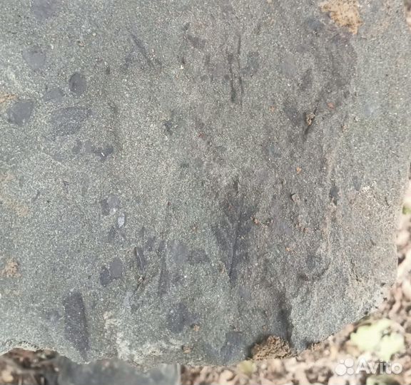 Камень с отпечатком древних растений