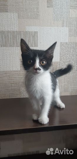 Кошка в дар бесплатно