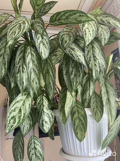 Фил.Розовая принцесса,бегония Черная мамба