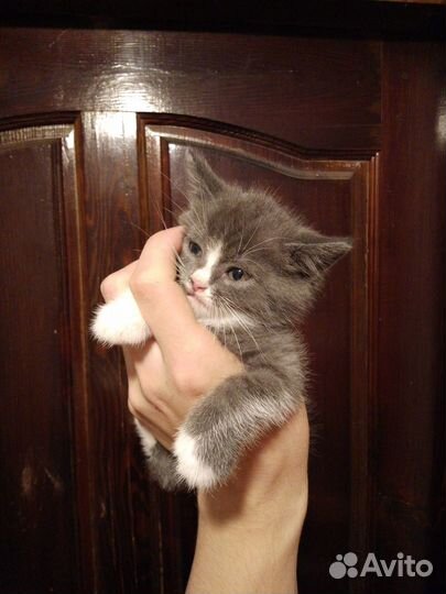 Котенок серый
