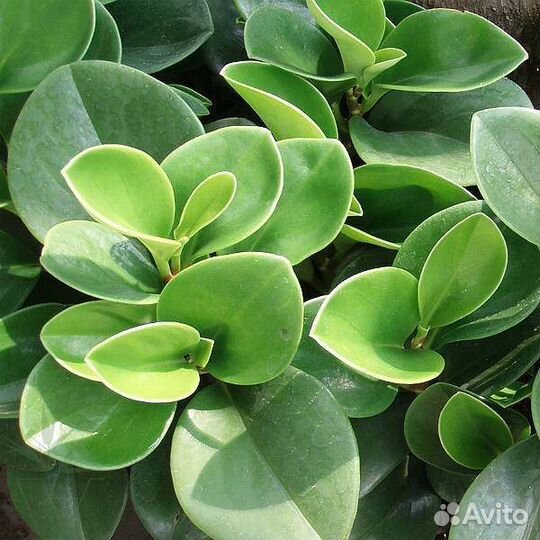 Пеперомия в кашпо с автополивом lechuza