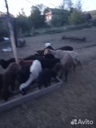 Овцы бараны ягнята